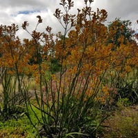 Foto scattata a Australian National Botanic Gardens da Daniel W. il 2/6/2022