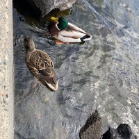 Photo taken at Fremont Canal Steps by Dani Y. on 4/2/2022