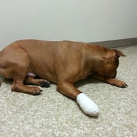 rock creek veterinary hospital