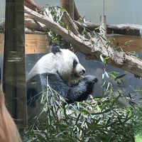 Photo taken at Panda Exhibit by TJ on 4/25/2024