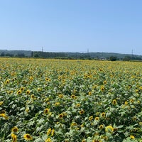 ひまわり村 湖東245 ひまわり村 湖東245
