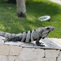 3/6/2022 tarihinde Aysim Y.ziyaretçi tarafından Grand Sirenis Riviera Maya'de çekilen fotoğraf