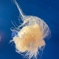 Das Foto wurde bei Aquarium of the Pacific von David A. H. am 8/21/2022 aufgenommen