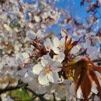 Photo taken at Kyoto Botanical Garden by やぬひろ on 4/1/2024