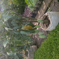 Pusat Tanaman Hias Bsd 1 Tip From 215 Visitors