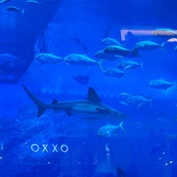 Photo taken at Dubai Aquarium by Okan C. on 3/8/2024