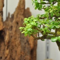Das Foto wurde bei Japan Bonsai Berlin von japan bonsai am 8/12/2016 aufgenommen