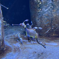 Photo taken at Waikiki Aquarium by Olga K. on 9/18/2023