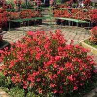 Taman Bunga Begonia Kebun