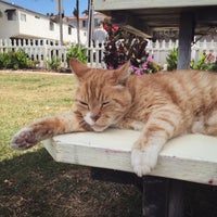 Photo taken at Orange Cat Cafe by Andrew C. on 6/28/2015