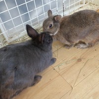 うさぎcafe おひさま Pet Cafe In 世田谷区 うさぎcafe おひさま Pet Cafe In 世田谷区