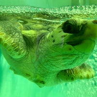 久米島ウミガメ館 Acuario En 久米島町