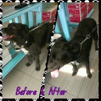Waggers Dog Daycare 2 tips