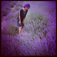 รูปภาพถ่ายที่ Lavender By the Bay - New York&amp;#39;s Premier Lavender Farm โดย Nicole P. เมื่อ 7/10/2013