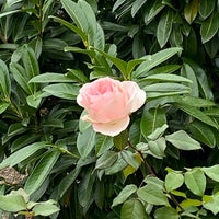 Photo taken at Kathrine Dulin Folger Rose Garden by Isa L. on 12/8/2021