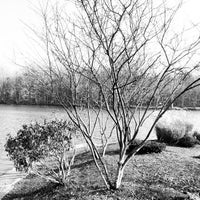 Coe Lake - Lake