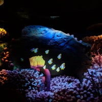 Photo taken at The Seas with Nemo &amp;amp; Friends by Rachel L. on 2/7/2019