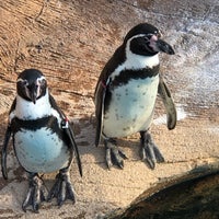 東山動物園 ペンギン 千種区 名古屋市 愛知県