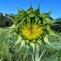 Photo taken at Sussex County Sunflower Maze by Pranathi B. on 8/24/2022
