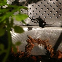 Photo taken at Spiders Alive by Anne M. on 12/8/2012