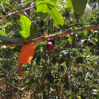 Photo taken at Finca Rosa Blanca Coffee Farm and Inn by Emily W. on 2/27/2016