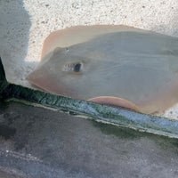 Foto diambil di The Florida Aquarium oleh Andy R. pada 2/29/2024