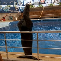8/3/2020 tarihinde Mdn R.ziyaretçi tarafından Antalya Aksu Dolphinarium'de çekilen fotoğraf