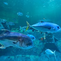 8/20/2023에 Sham K.님이 North Carolina Aquarium at Pine Knoll Shores에서 찍은 사진