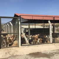 Usak Hayvan Barinagi Animal Shelter