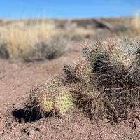 Photo taken at Petrified Forest National Park by Jenny L. on 11/10/2021