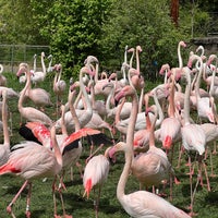 4/29/2023 tarihinde Kevin I.ziyaretçi tarafından Zoo Basel'de çekilen fotoğraf
