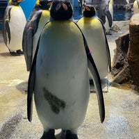 Photo taken at Nagasaki Penguin Aquarium by Taketsugu A. on 3/5/2024
