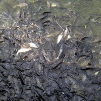 Photo taken at มุมให้อาหารปลาริมแม่น้ำเจ้าพระยา (วัดบางนานอก) by Suchada Y on 12/5/2012