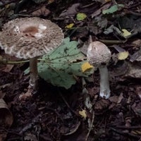 Photo taken at Stambourne Woods by OVP on 10/19/2013