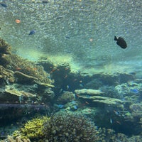 Photo taken at Okinawa Churaumi Aquarium by Nabe T. on 4/5/2024