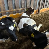 Photo taken at Desa Cattle (Sabah) Dairy Farm Sdn. Bhd. by Q Y C. on 3/2/2024