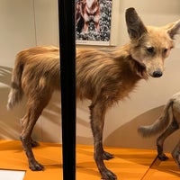 Photo taken at Mammals Gallery by Josh Z. on 5/2/2023