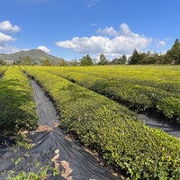 Photo taken at Boseong Dawon Green Tea Field by Xavier B. on 10/23/2023