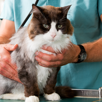 Sunshine Animal Hospital - Veterinarian in Tampa Sunshine Animal Hospital - Veterinarian in Tampa