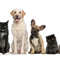 Sunshine Animal Hospital - Veterinarian in Tampa Sunshine Animal Hospital - Veterinarian in Tampa