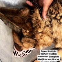 Photo taken at Terapi Veteriner Kliniği by Hakan C. on 5/25/2019