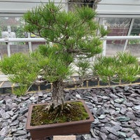 Photo taken at Bonsai House by Mariko K. on 7/14/2019