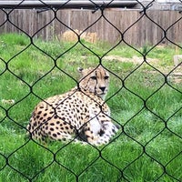 Photo taken at Cheetah Conservation Station by Dianne R. on 4/22/2018