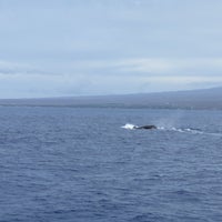 12/22/2019にYuri Z.がPacific Whale Foundationで撮った写真