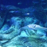 1/26/2018에 Max R.님이 SEA LIFE Charlotte-Concord Aquarium에서 찍은 사진