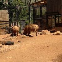 Photo taken at Warthog Exhibit by Scary S. on 3/16/2013