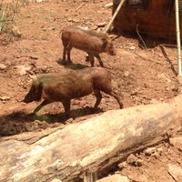 Photo taken at Warthog Exhibit by Scary S. on 7/12/2014