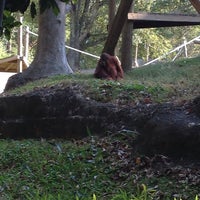 Photo taken at Orangutan Exhibit by Scary S. on 10/27/2013