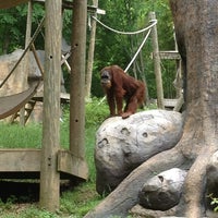 Photo taken at Orangutan Exhibit by Scary S. on 5/18/2013