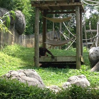 Photo taken at Orangutan Exhibit by Scary S. on 6/7/2014